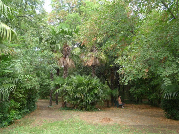 a woman is sitting on a bench among the trees