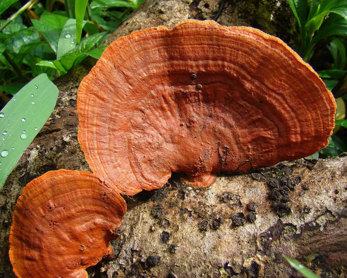 mushrooms, one with a green leaf, sit on a tree trunk