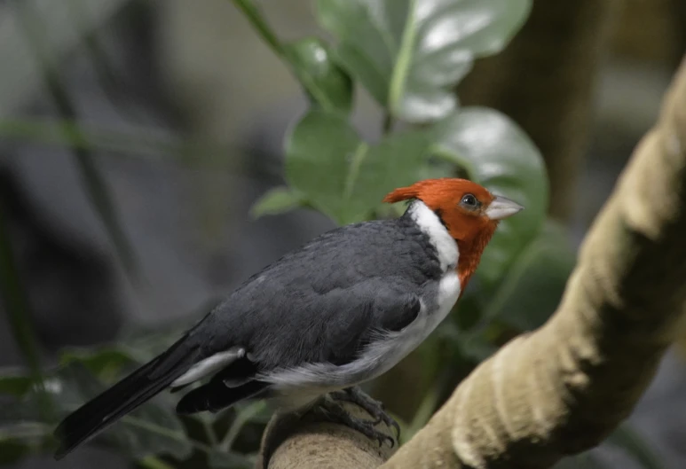 a bird is perched on a nch in a tree