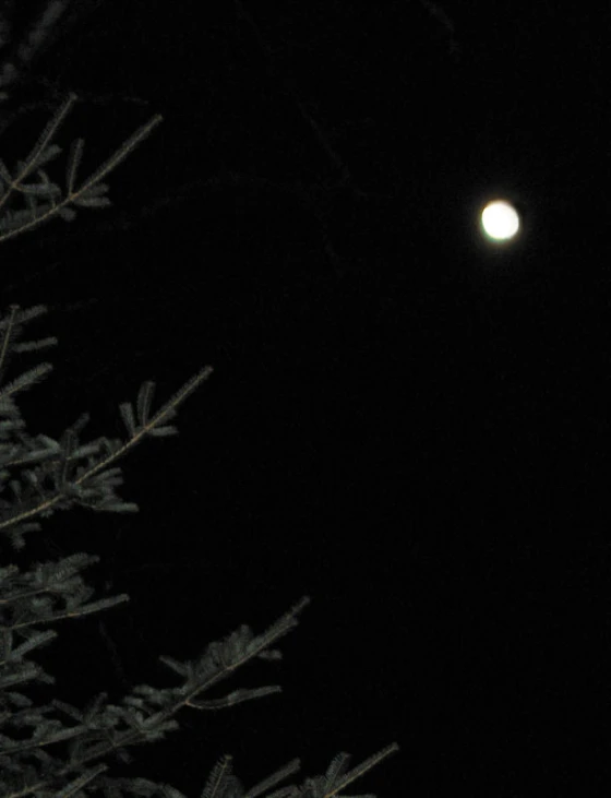 a tree in the distance with a bright orange moon overhead