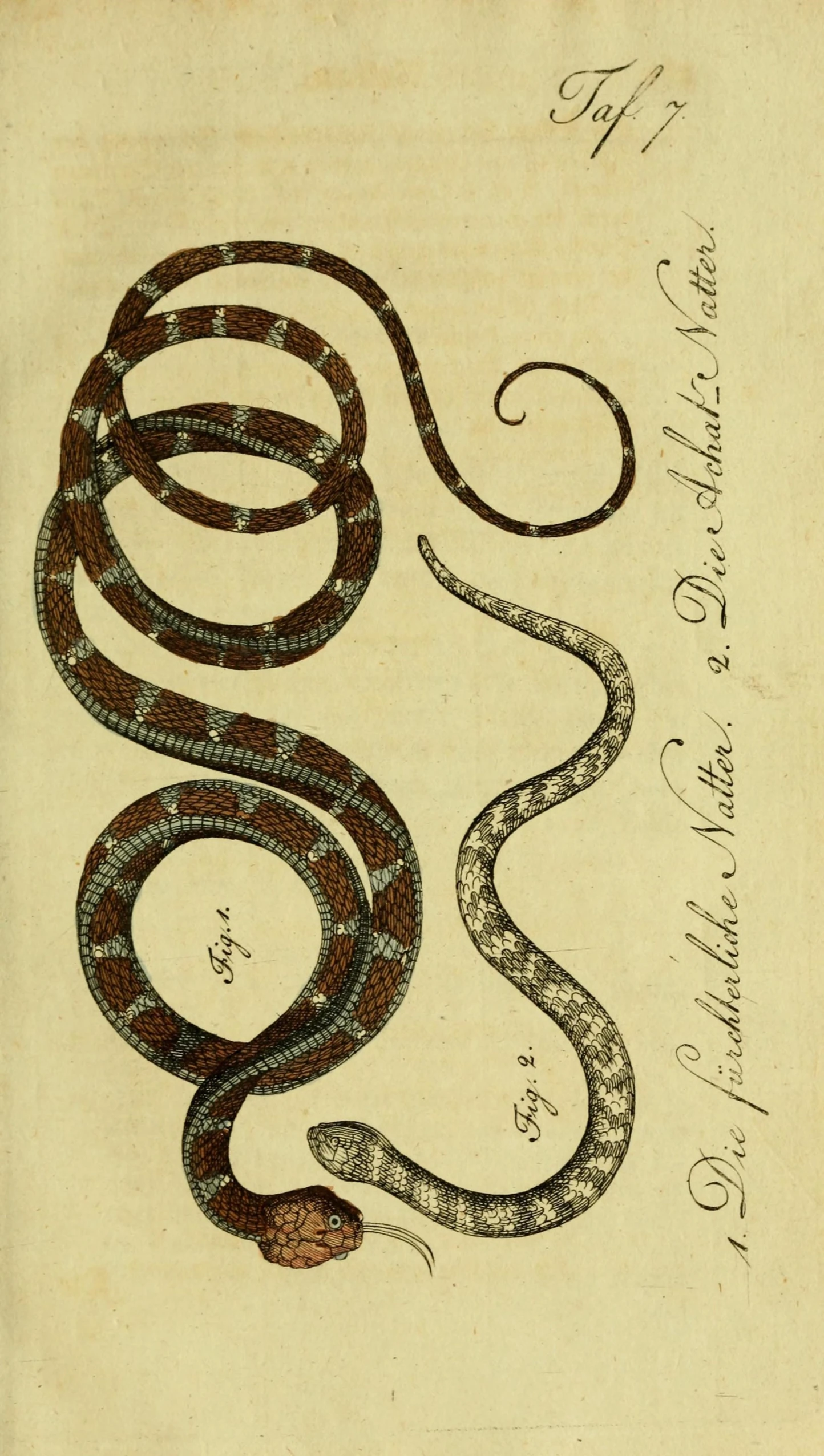 a drawing of an elaborate snake on top of a piece of paper