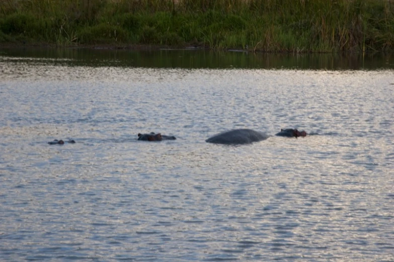 a couple of hippos swimming on top of a lake