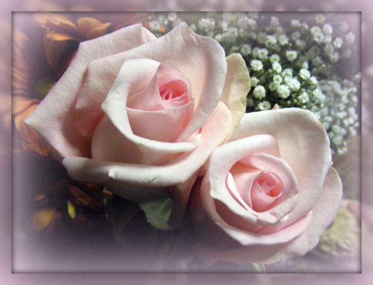 a pograph of pink roses next to flowers