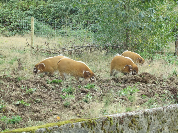 some brown cows grazing on grass and dirt