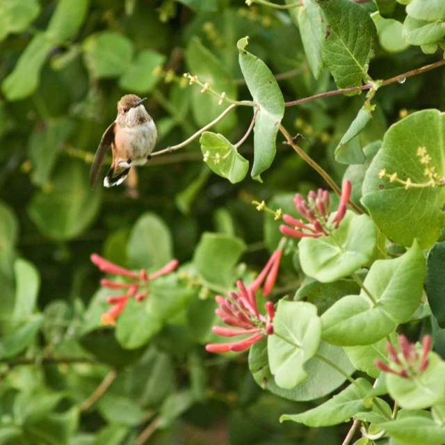 small bird perched on green nches with pink flowers