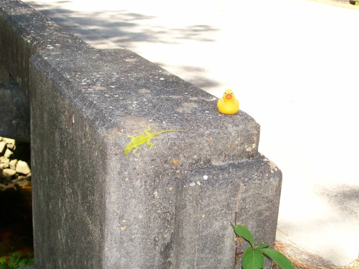 a duck sits on a ledge next to a pond