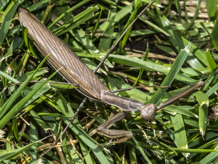 a brown and grey insect sitting on top of tall green grass