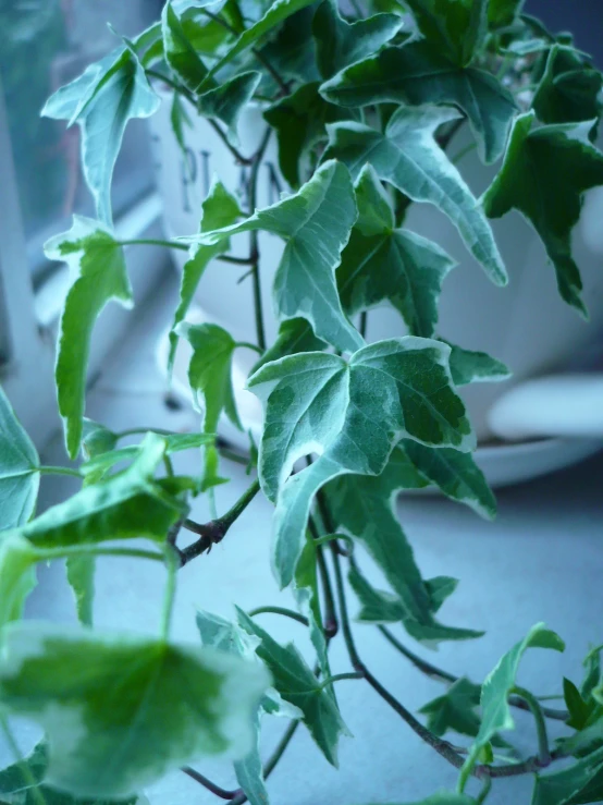 leaves and stems from a plant in a room