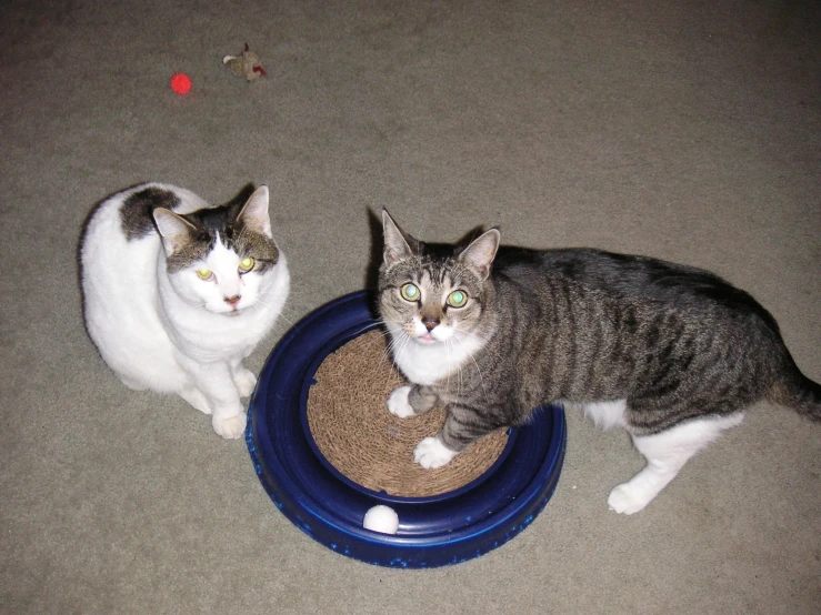 two cats with their faces hidden by the cat dish