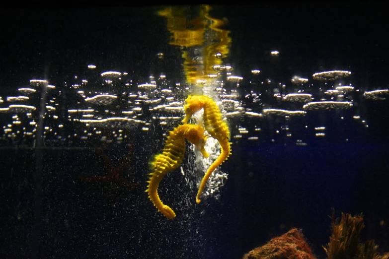 the seahorse is underwater in the water with bubbles