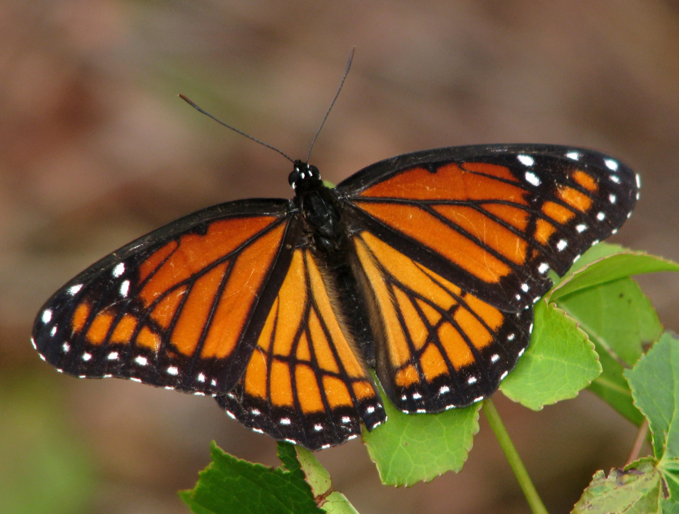 a monarch erfly is resting on a leaf