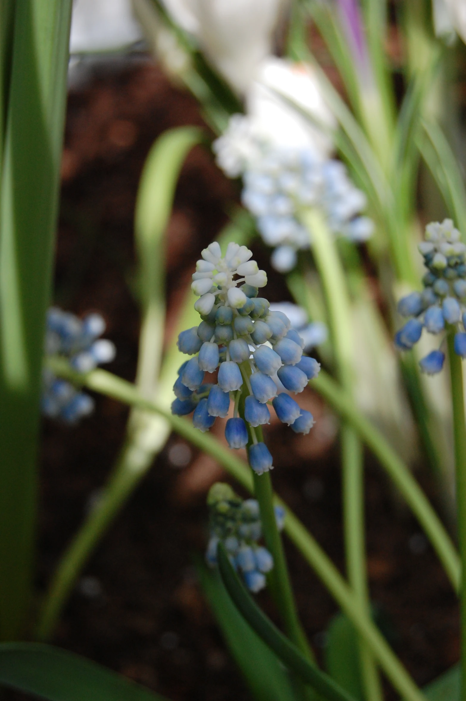 the flower head is full of small blue flowers