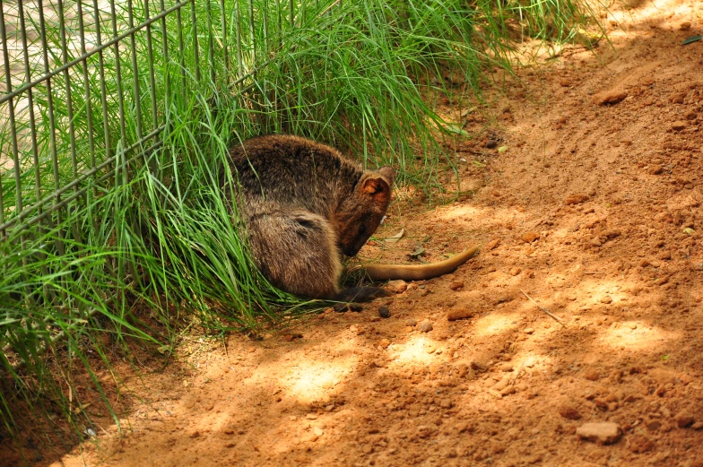 a small animal is sitting in the dirt near a fence