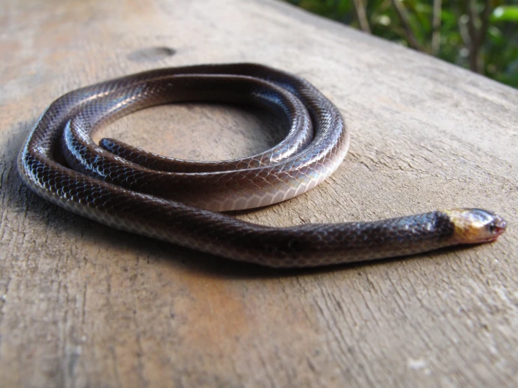 a snake is laying on the wooden surface