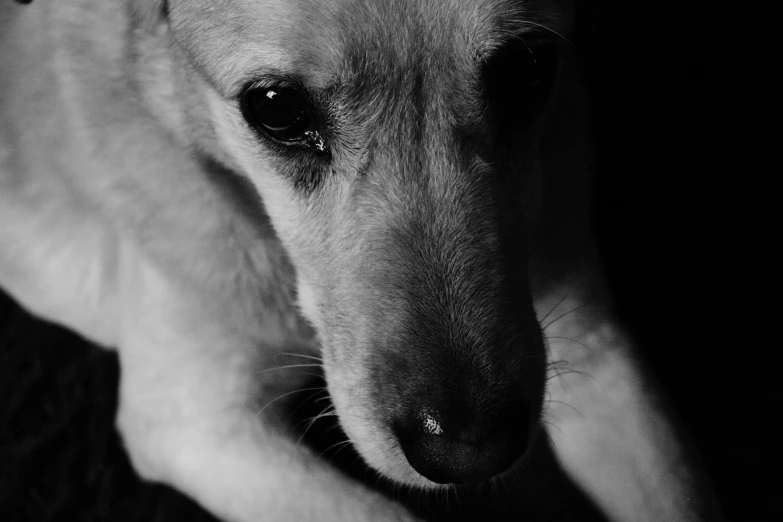 a black and white po of a small dog