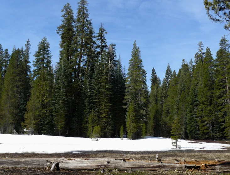 there are several large trees that can be seen in the distance