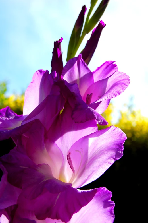 a pink flower is in the foreground on a sunny day