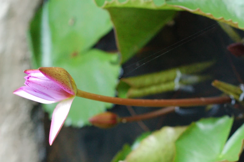 this is a close up view of the petals and stems on a water lily