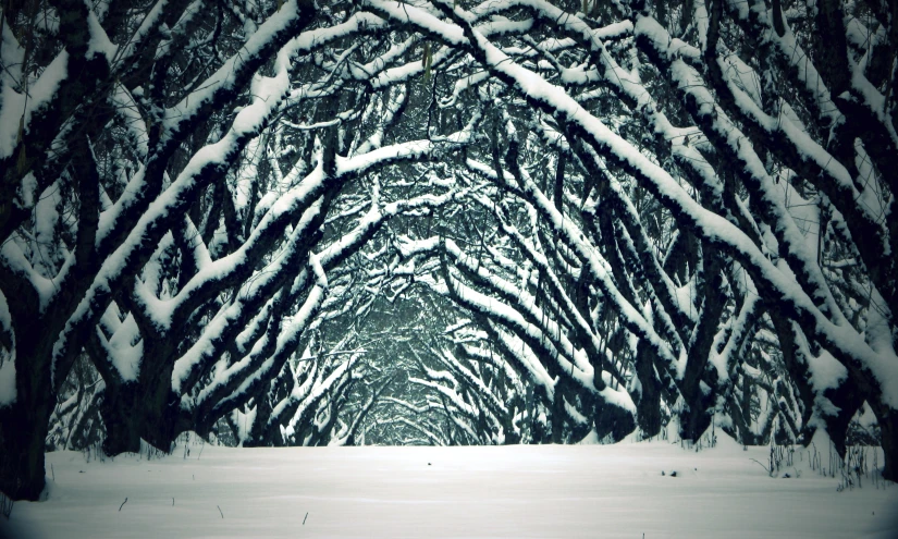 a snowy forest filled with lots of trees