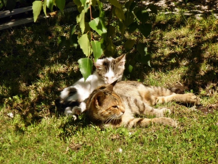 two cats in the shade near a tree