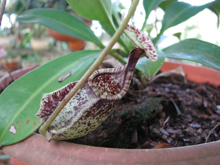 an orchid with a red stripe sitting in a flower pot