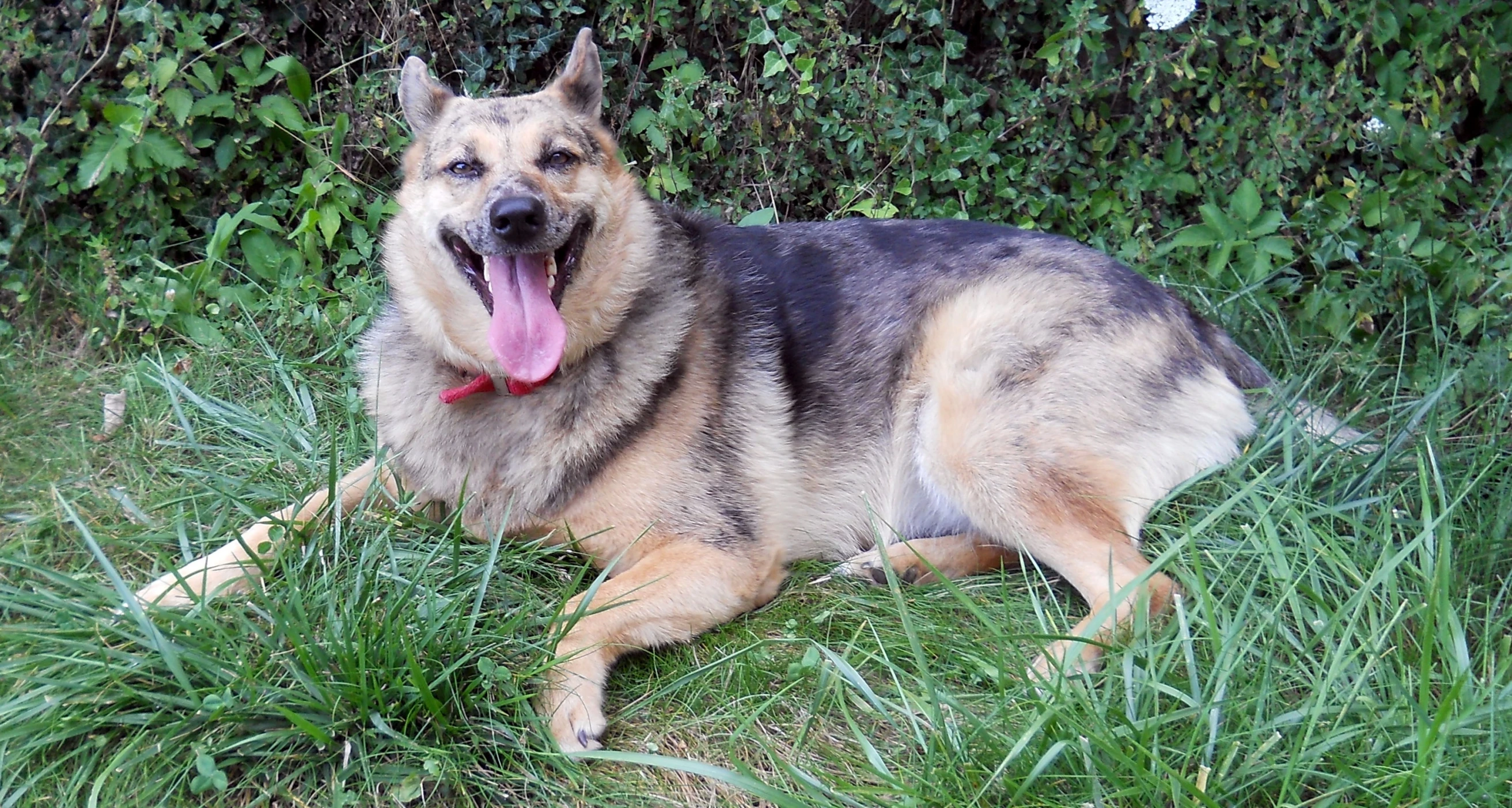 german shepherd lies down in the grass and panting