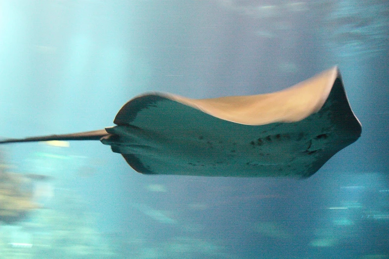 a large stingpiil swimming in an aquarium