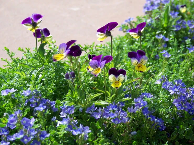 some purple and yellow flowers are next to each other