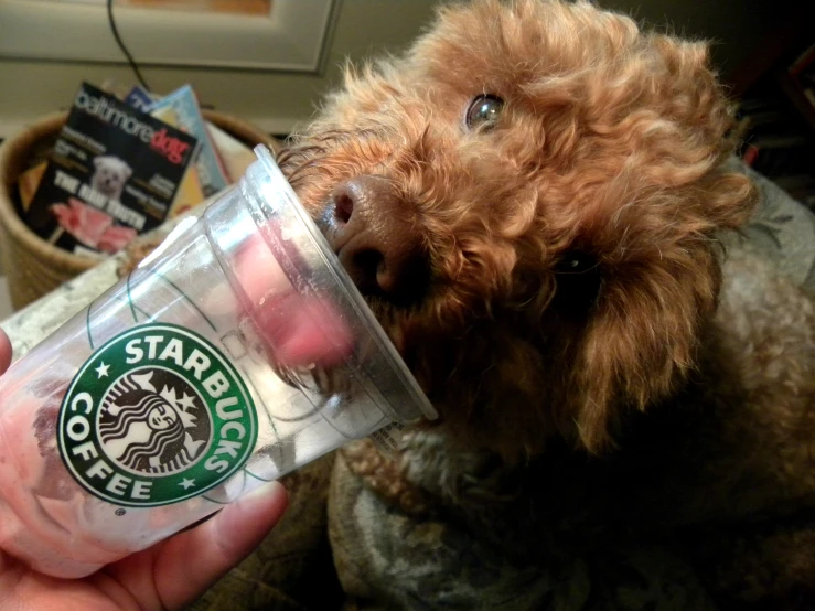 a dog licking the face of a cup of starbucks coffee