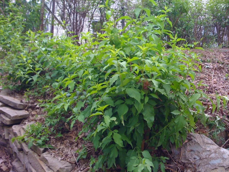 a bush with leaves and foliage on the ground