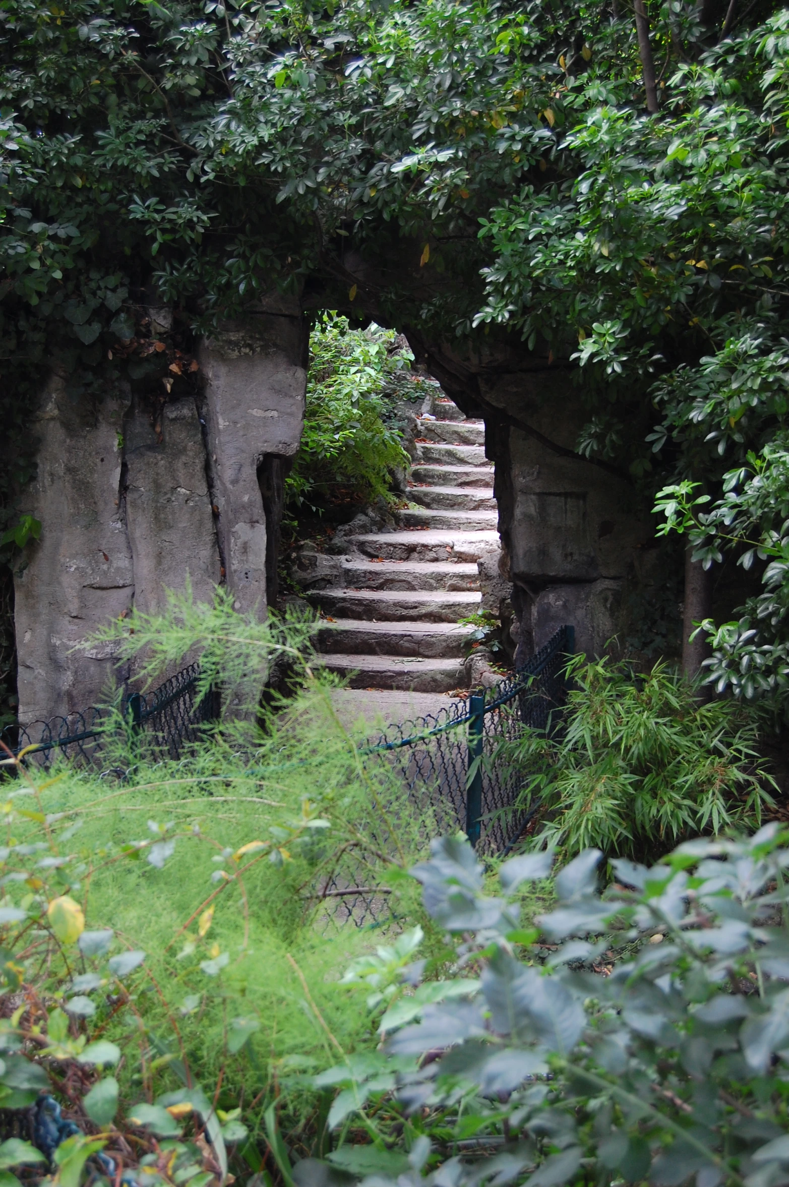 some stairs leading up into a forest filled with lots of green leaves