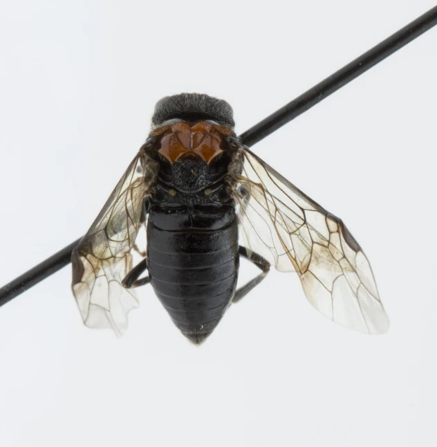 a black fly sitting on a black and white pole
