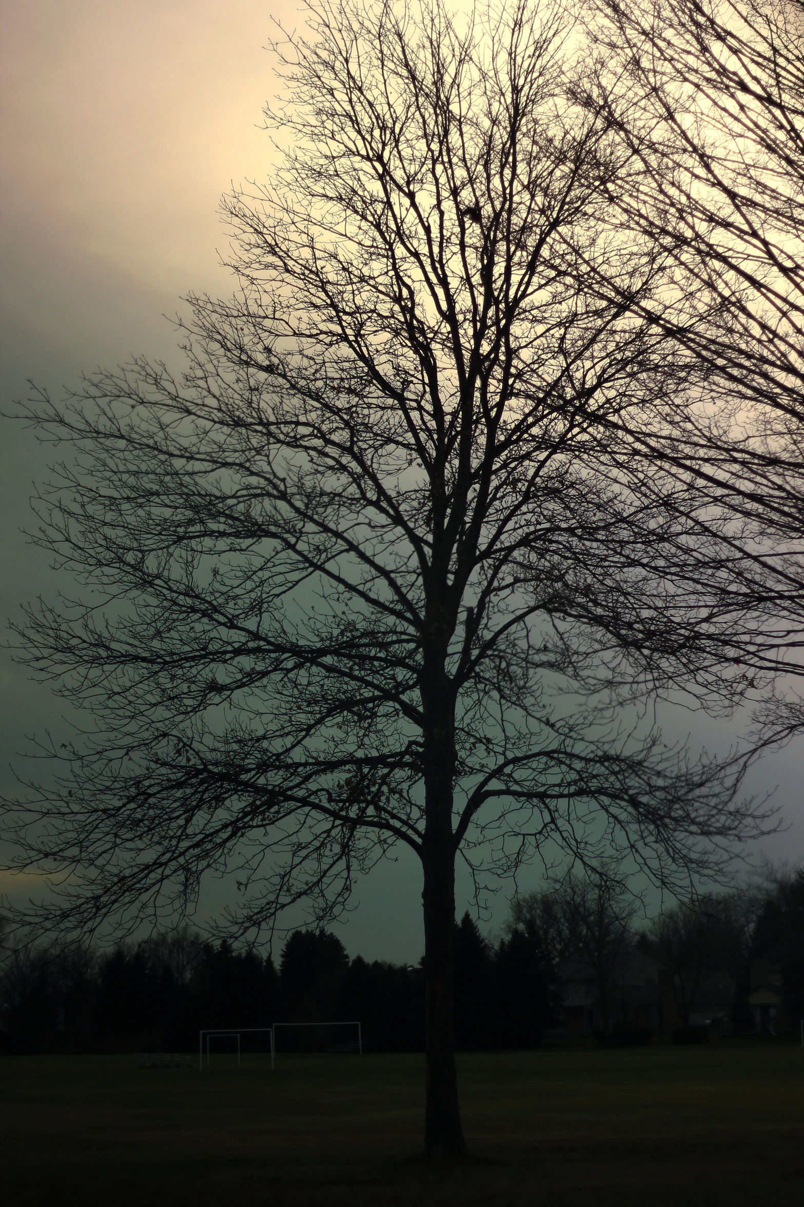 a single tree in the field at dusk