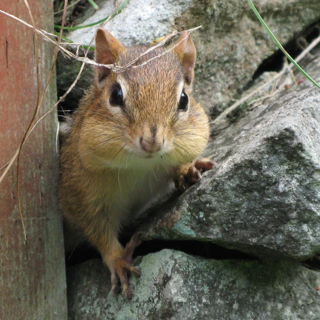 a chipper sitting on top of a large rock