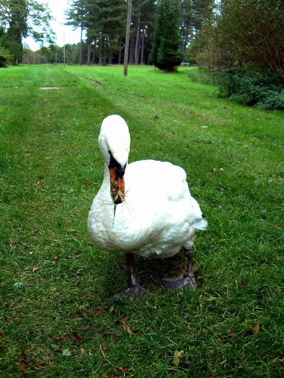 a swan sitting in the middle of a grass area