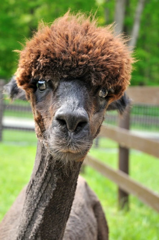 an alpaca with long hair wearing a furry hat