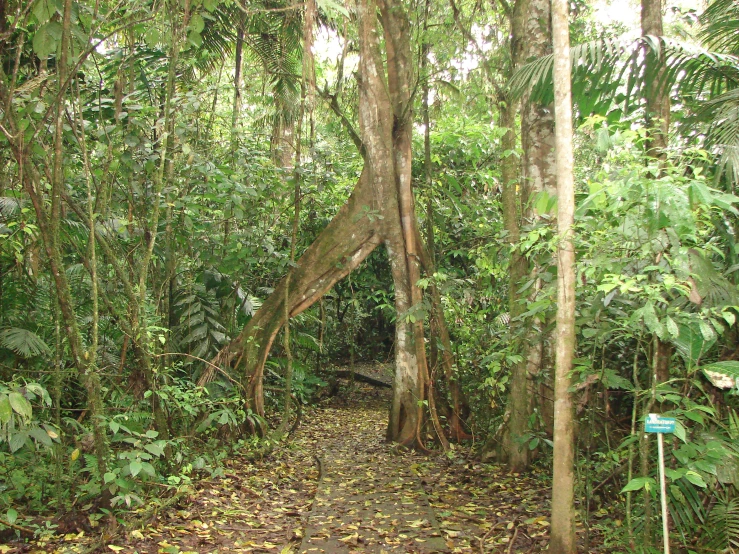 a dirt path surrounded by greenery and trees