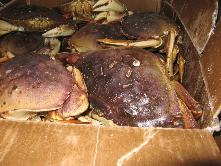 a box full of crab heads on top of some cardboard