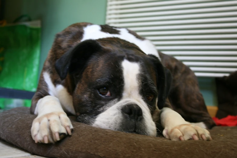 a dog laying down on top of a blanket