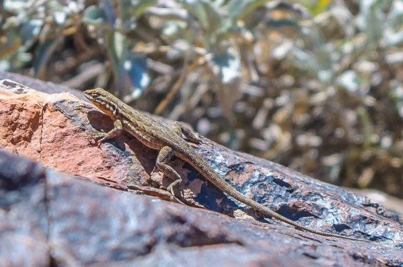 a lizard laying on a rock with grass