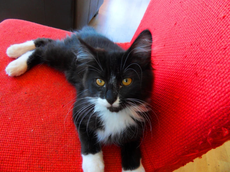 there is a black and white cat laying on top of the couch