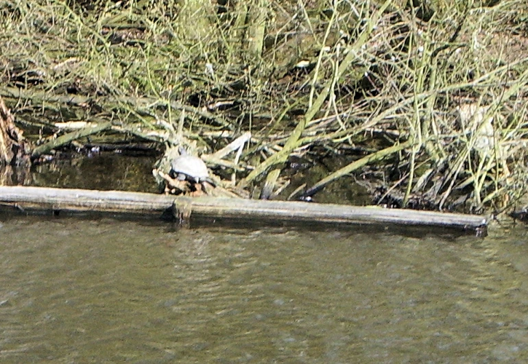 a bird sits on the end of a nch that is stuck in some water