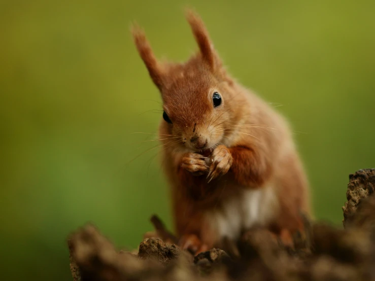 a red squirrel holding its nose to it's mouth