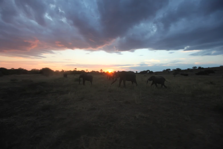 elephants grazing in grassy field with dramatic sunset in the background