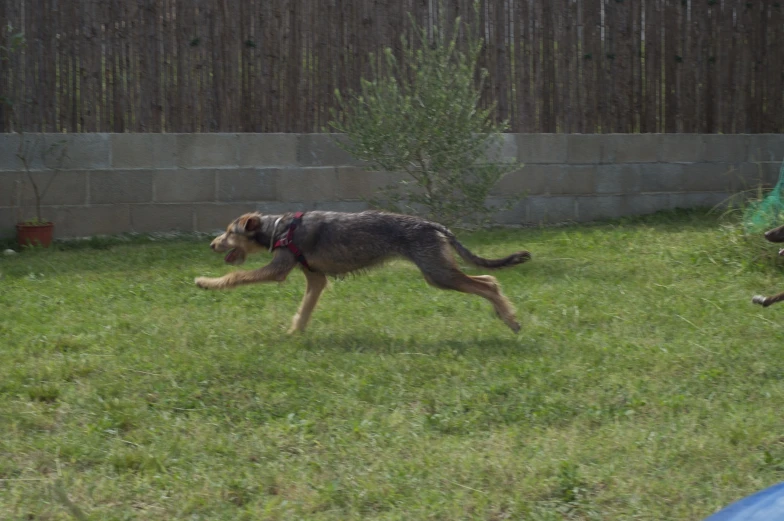 a dog running on the lawn next to an empty toy truck