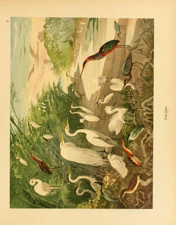 an illustration shows some birds that are walking around