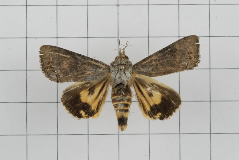 a erfly that is laying down on a tile wall