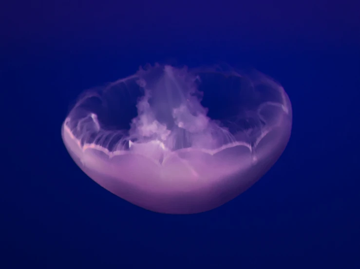 the large jellyfish has large and slender tentacles in its mouth