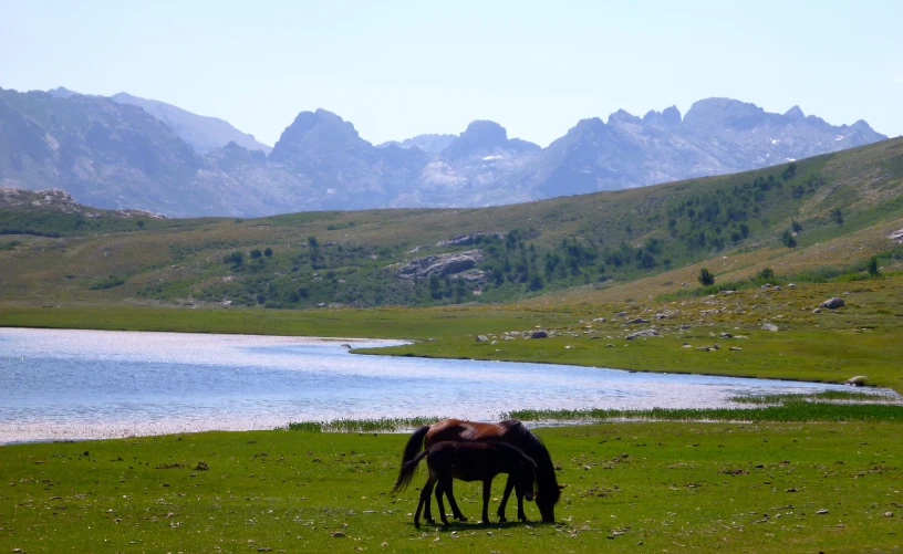 two horses are grazing on grass in front of a lake