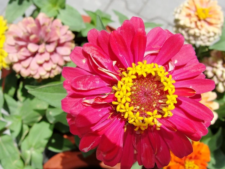 a pink flower is shown with many other flowers in the background